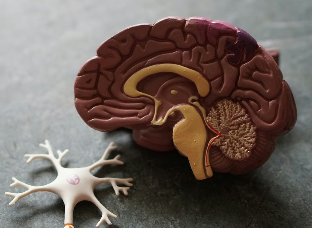 Neurology is the study of the brain, the spinal cord and the peripheral nerves